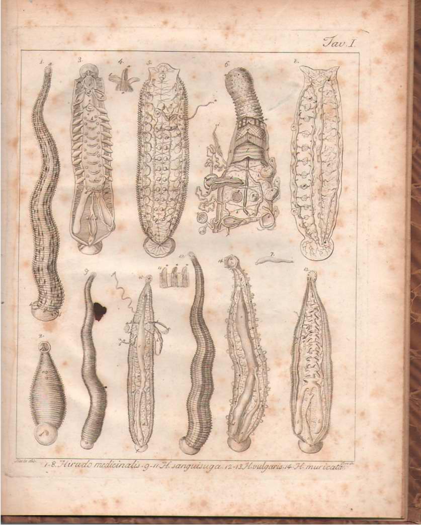 Image for Memorie Sulla Storia E Notomia Degli Animali Senza Vertebre Del Regno De Napoli